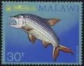 Colnect-1732-865-African-Tigerfish-Hydrocynus-vittatus.jpg