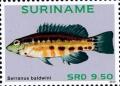 Colnect-4090-037-Serranus-baldwini.jpg