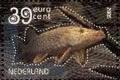 Colnect-830-896-Northern-Pike-Esox-lucius.jpg