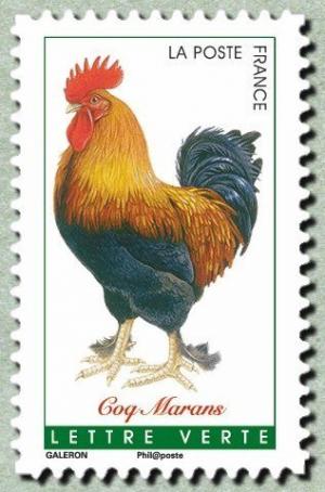Colnect-3148-422-Marans-Rooster-Gallus-gallus-domesticus.jpg