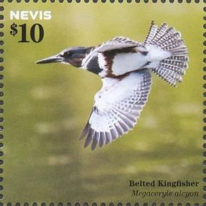Colnect-4412-961-Belted-Kingfisher-Megaceryle-alcyon-in-flight.jpg