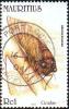 Colnect-1067-088-Floury-Baker-Cicada-Abricta-brunnea.jpg