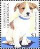 Colnect-3238-393-Jack-Russell-Terrier-Canis-lupus-familiaris.jpg