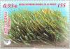 Colnect-182-710-Grasses---Ses-Salines-Nature-Reserve-.jpg