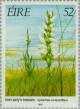 Colnect-129-146-Irish-Lady-s-tresses-Spiranthes-romanzoffiana.jpg