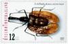 Colnect-418-783-Violin-Beetle-Mormolyce-phyllodes.jpg