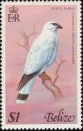 Colnect-740-530-Northern-White-Hawk-Leucopternis-albicollis-ghiesbreghti.jpg