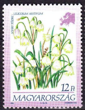 Colnect-4500-296-Leucojum-aestivum.jpg