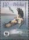 Colnect-4848-718-Osprey-Pandion-haliaetus.jpg