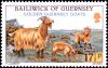 Colnect-5730-932-Golden-Guernsey-Goat-Capra-aegagrus-hircus.jpg