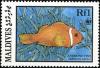 Colnect-1631-815-Maldives-Anemone-Fish-nbsp-Amphiprion-nigripes.jpg