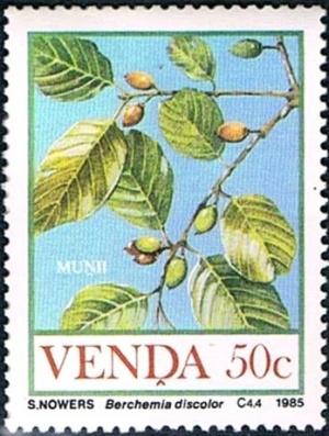 Colnect-2840-102-Food-of-the-Veld-Berchemia-discolor.jpg