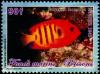 Colnect-5190-972-Flame-Angelfish-Centropyge-loriculus-.jpg