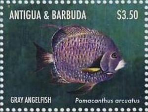 Colnect-5219-326-Gray-Angelfish-Pomocanthus-arcuatus.jpg