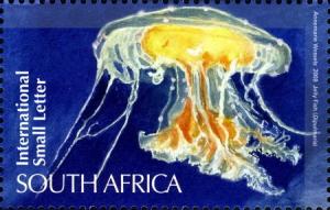 Jelly-Fish.jpg