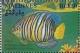 Colnect-1459-973-Regal-Angelfish-Pygoplites-diacanthus.jpg