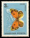 1734_Butterflies_300.jpg