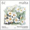 Colnect-131-372-French-daffodil---Narcissus-tazetta.jpg
