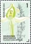 Colnect-2107-814-Platanthera-Bifolia-Lesser-Butterfly-Orchid.jpg