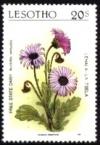 Colnect-3097-390-Free-state-daisy.jpg