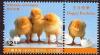 Colnect-1900-580-Chickens-Gallus-gallus-domesticus.jpg