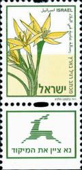 Colnect-2662-904-Gagea-commutate.jpg