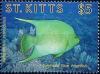 Colnect-3241-314-Bermuda-Blue-Angelfish-Holacanthus-bermudensis.jpg
