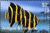 Colnect-3418-705-French-Angelfish-Pomacanthus-paru.jpg