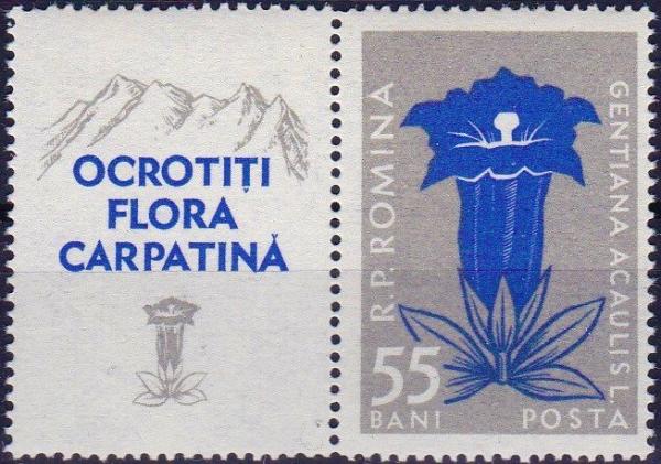 Colnect-3878-101-Gentiana-clusii.jpg