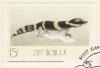 Colnect-1232-855-O--Shaughnessy--s-Banded-Gecko.jpg