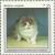 Colnect-2016-030-Bicolour-Longhair-Felis-silvestris-catus.jpg