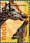 Colnect-1485-541-Rothschild-Giraffe-Giraffa-camelopardalis-rothschildi.jpg