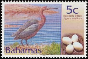 Colnect-577-578-Reddish-Egret-Egretta-rufescens-.jpg