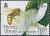 Colnect-4002-725-Apis-mellifera-ligustica-and-Guava-Psidium-guadava.jpg