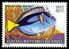 Colnect-1103-427-Blue-Tang-Paracanthurus-hepatus.jpg