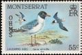 Colnect-1785-079-Laughing-Gull-Larus-atricilla.jpg