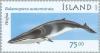 Colnect-165-397-Northern-Minke-Whale-Balaenoptera-acutorostrata.jpg