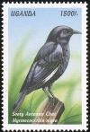 Colnect-1715-781-Sooty-Chat-Myrmecocichla-nigra.jpg