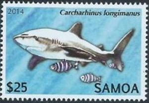 Colnect-3617-253-Carcharhinus-longimanus.jpg