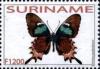 Colnect-3488-040-Cuban-Cattleheart-Parides-gundlachianus.jpg