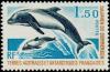 Colnect-886-011-Commerson-s-Dolphin-Cephalorhynchus-commersonii.jpg