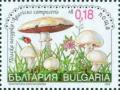 Colnect-1818-286-Field-Mushroom-Agaricus-campestris.jpg