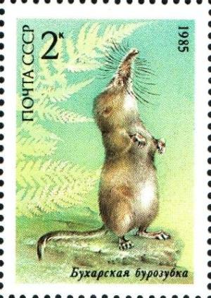 Colnect-4156-996-Pamir-Shrew-Sorex-bucharensis-.jpg