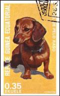 Colnect-4990-021-Shorthair-Dachshund-Canis-lupus-familiaris.jpg