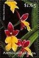 Colnect-1771-968-Oncidium-ghiesbreghtianum-synMexicoa-ghiesbreghtiana.jpg