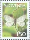 Colnect-699-052-Winter-Moth-Operophthera-brumata-L.jpg