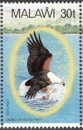 Colnect-864-272-African-Fish-Eagle-Haliaeetus-vocifer.jpg