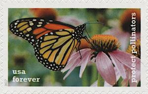 Colnect-5974-358-Monarch-on-Purple-Coneflower.jpg