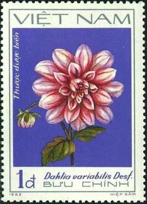 Colnect-5876-921-Green-dahlias-Dahlia-variabilis-Desf.jpg