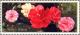 Colnect-3653-407-Hybrid-camellias-from-the-province-Yunnan.jpg